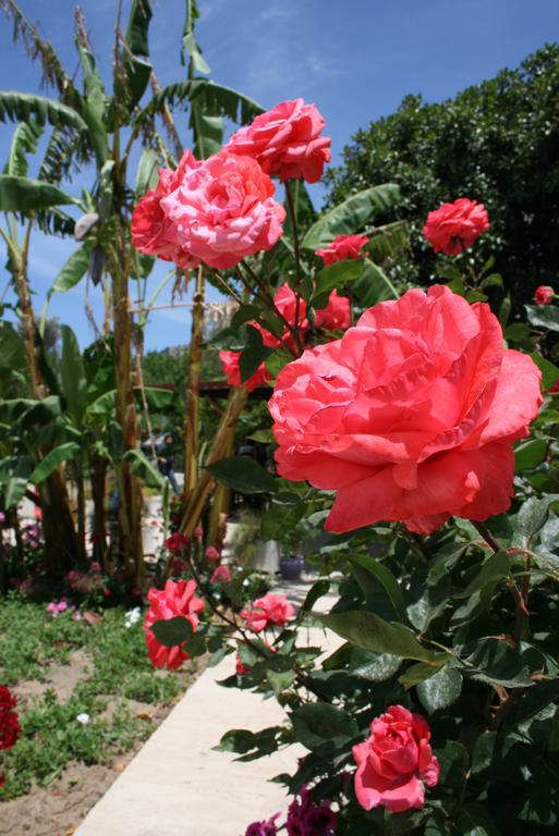 Paradise Garden Gumusluk Evleri Apart otel Dış mekan fotoğraf
